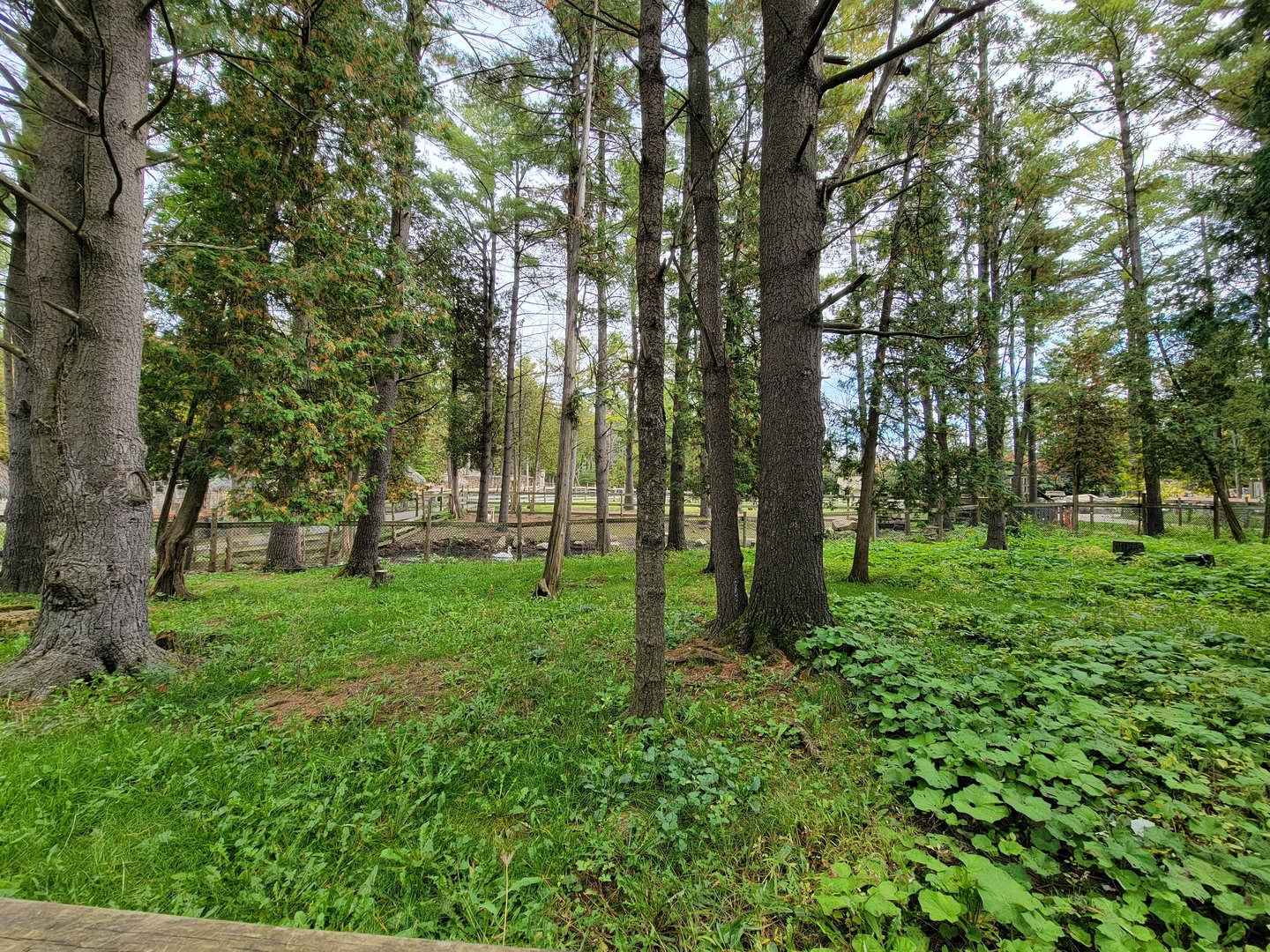 Parc Safari - Farm of the 5 Continents, alpaca yard