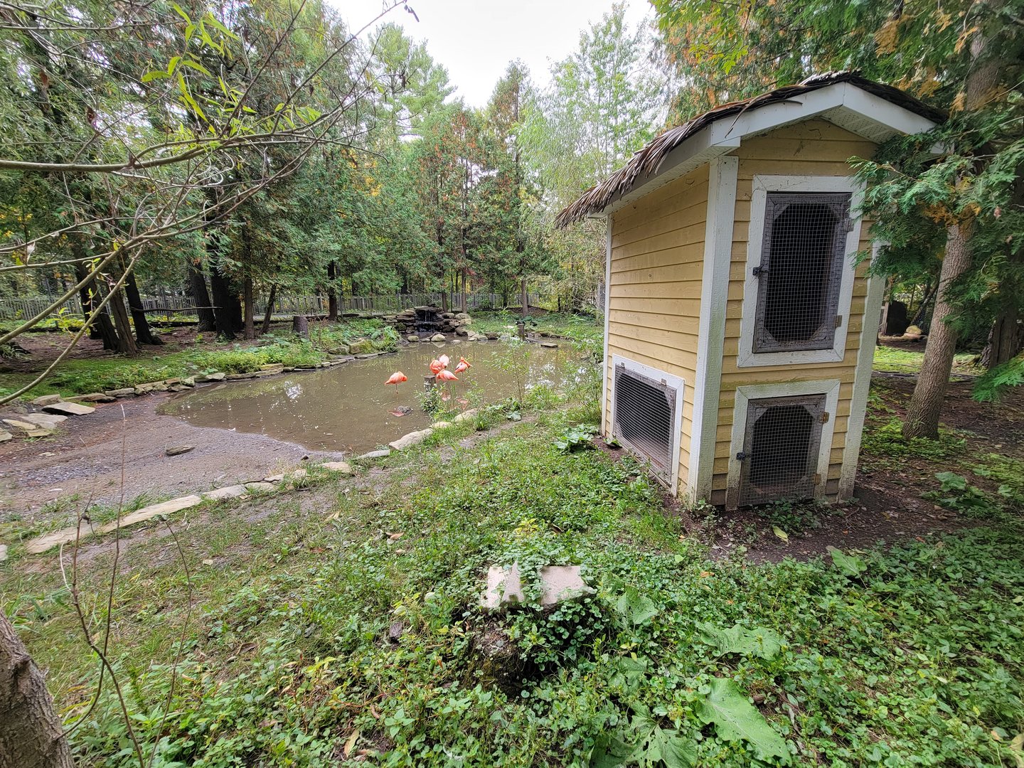 Parc Safari - Farm of the 5 Continents, Caribbean flamingos and waterfowl