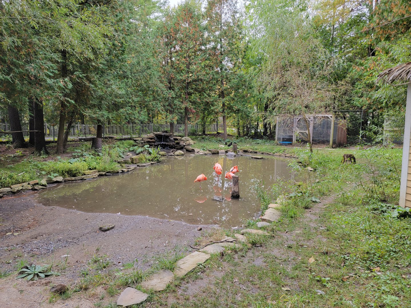 Parc Safari - Farm of the 5 Continents, Caribbean flamingos and waterfowl