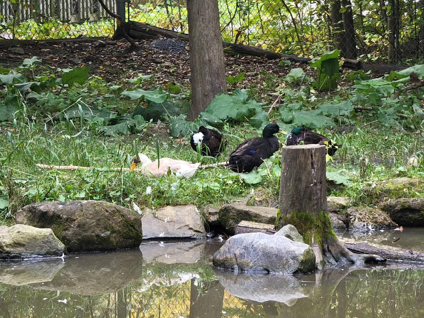 Parc Safari - Farm of the 5 Continents, ducks