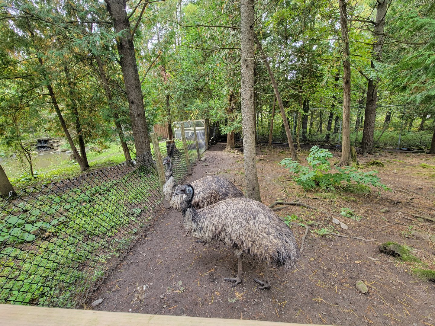 Parc Safari - Farm of the 5 Continents, emu