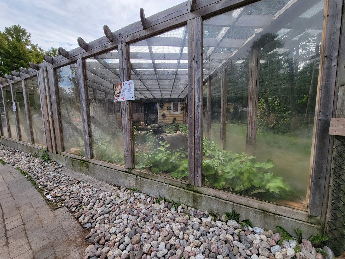 Parc Safari - Farm of the 5 Continents, Fennec fox