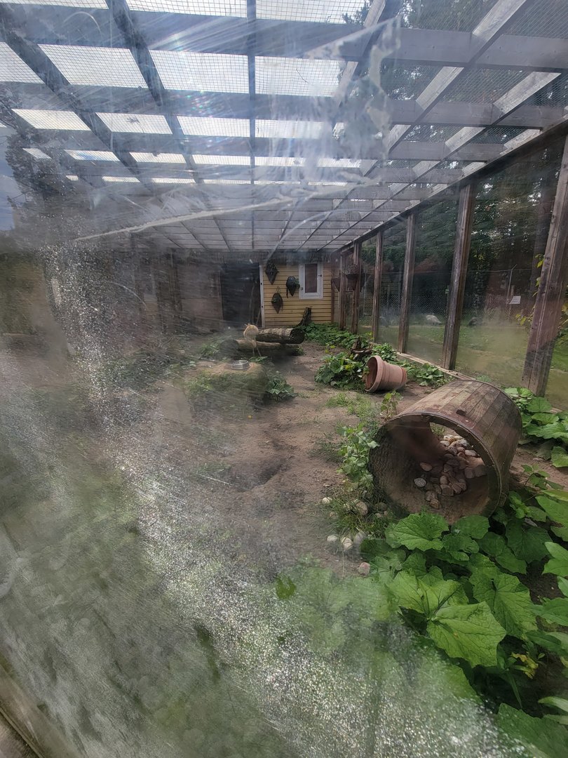 Parc Safari - Farm of the 5 Continents, Fennec fox