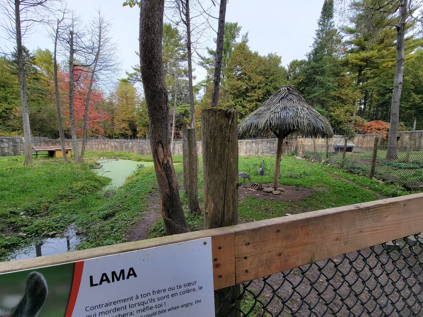 Parc Safari - Farm of the 5 Continents, llama and sandhill cranes