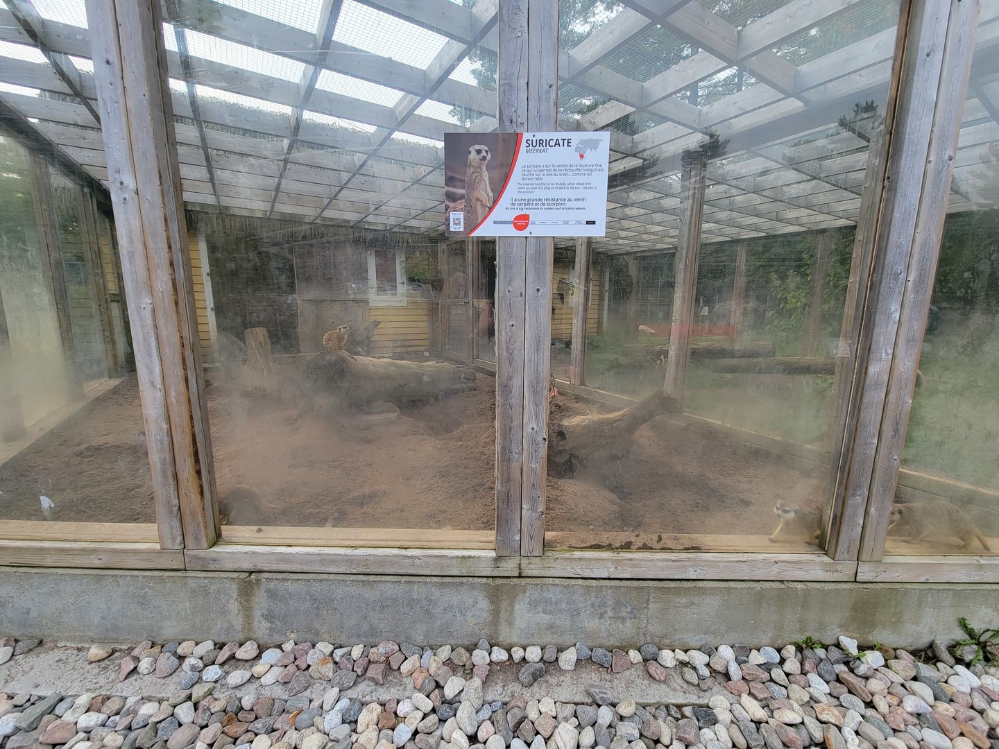 Parc Safari - Farm of the 5 Continents, meerkat