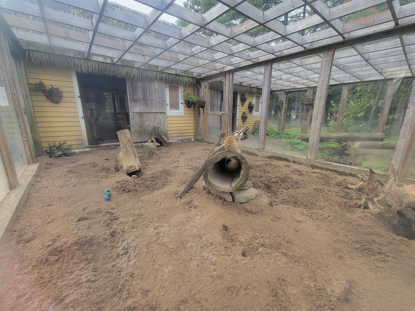 Parc Safari - Farm of the 5 Continents, meerkat