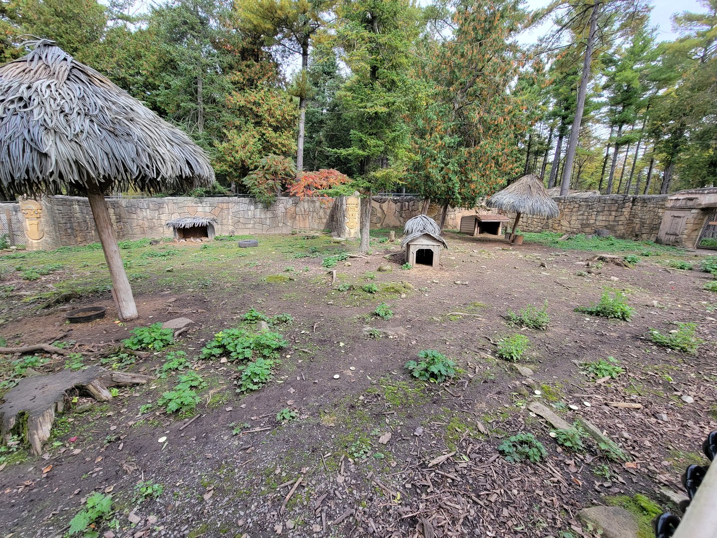 Parc Safari - Farm of the 5 Continents, Patagonian mara