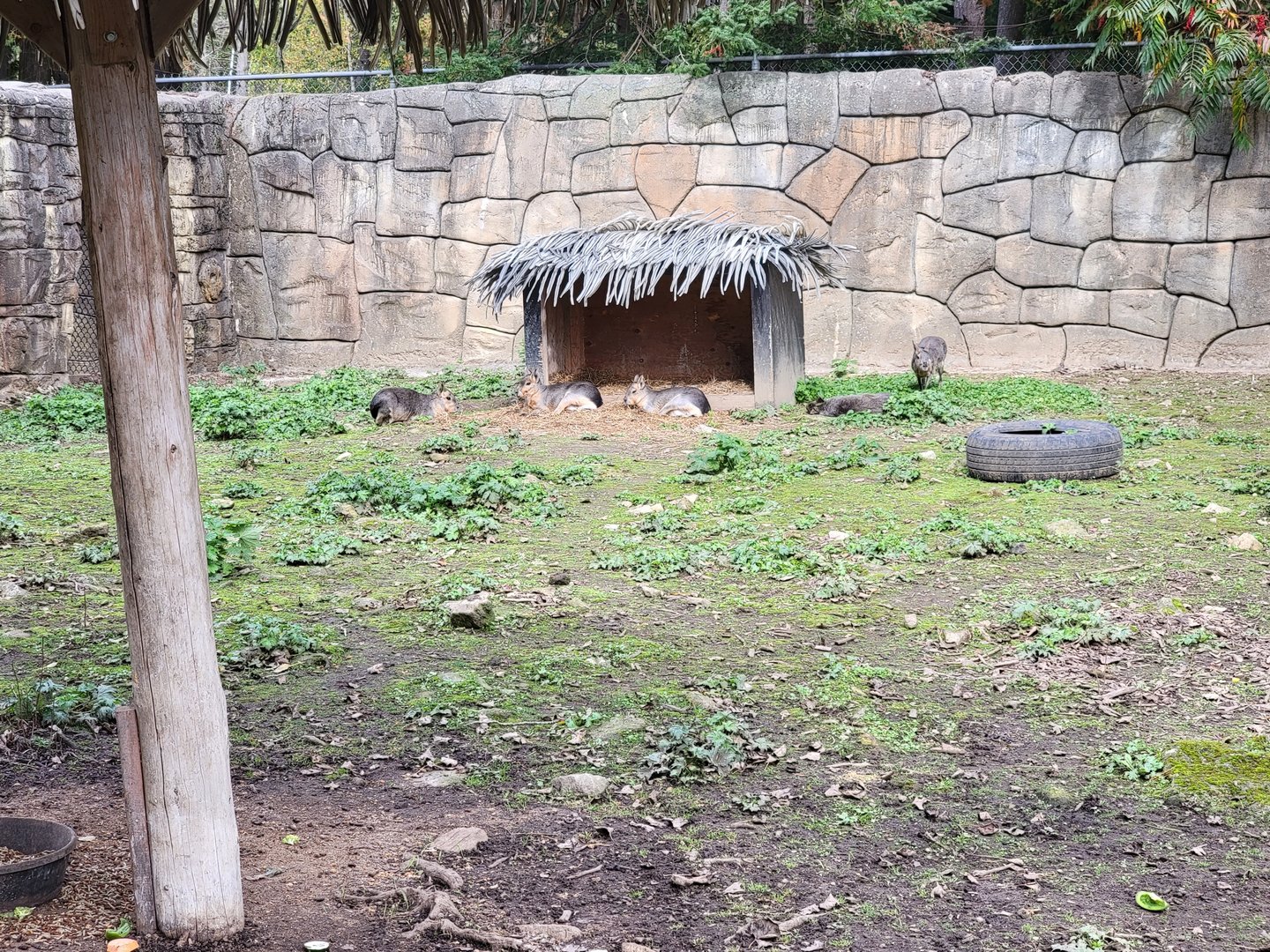 Parc Safari - Farm of the 5 Continents, Patagonian mara