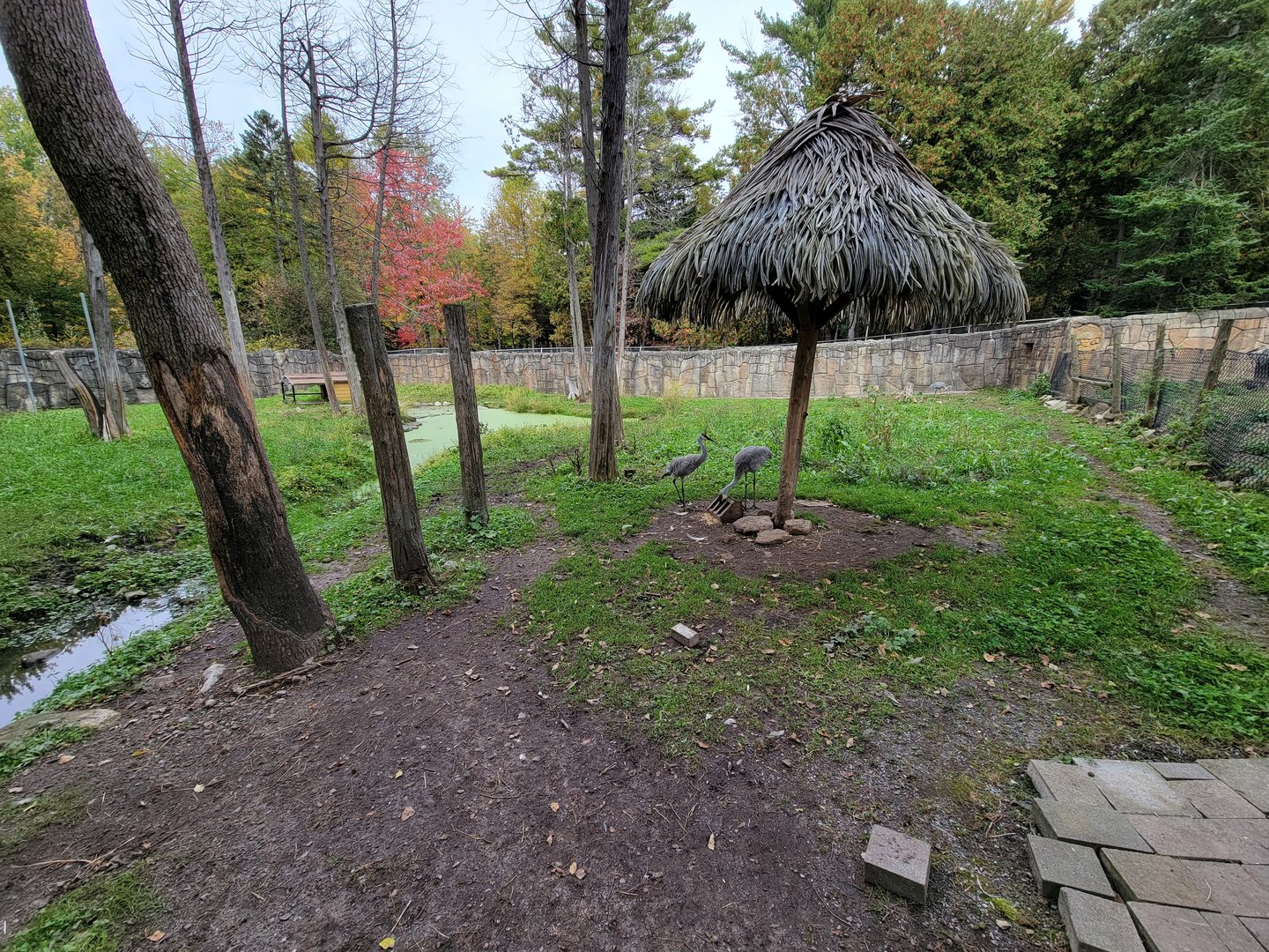 Parc Safari - Farm of the 5 Continents, Sandhill cranes