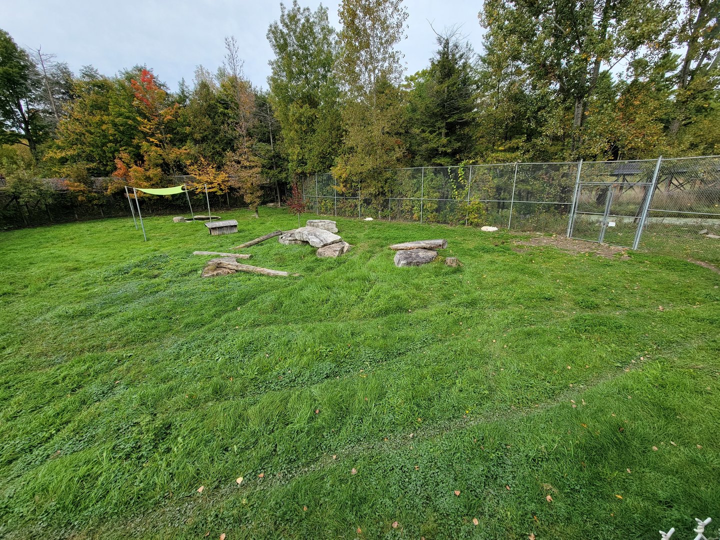 Parc Safari - Gray wolves