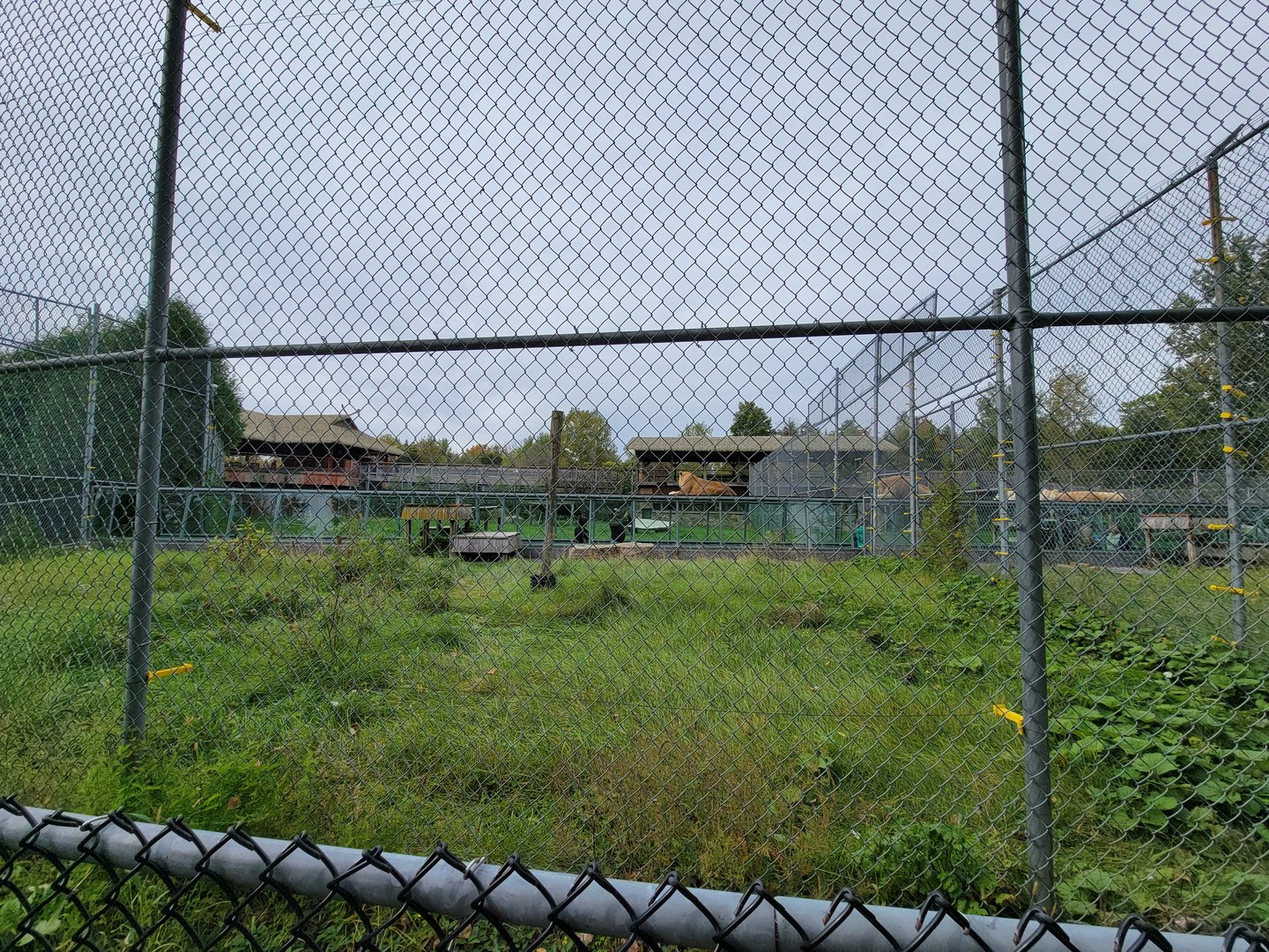 Parc Safari - Lion yard #1 from outside path