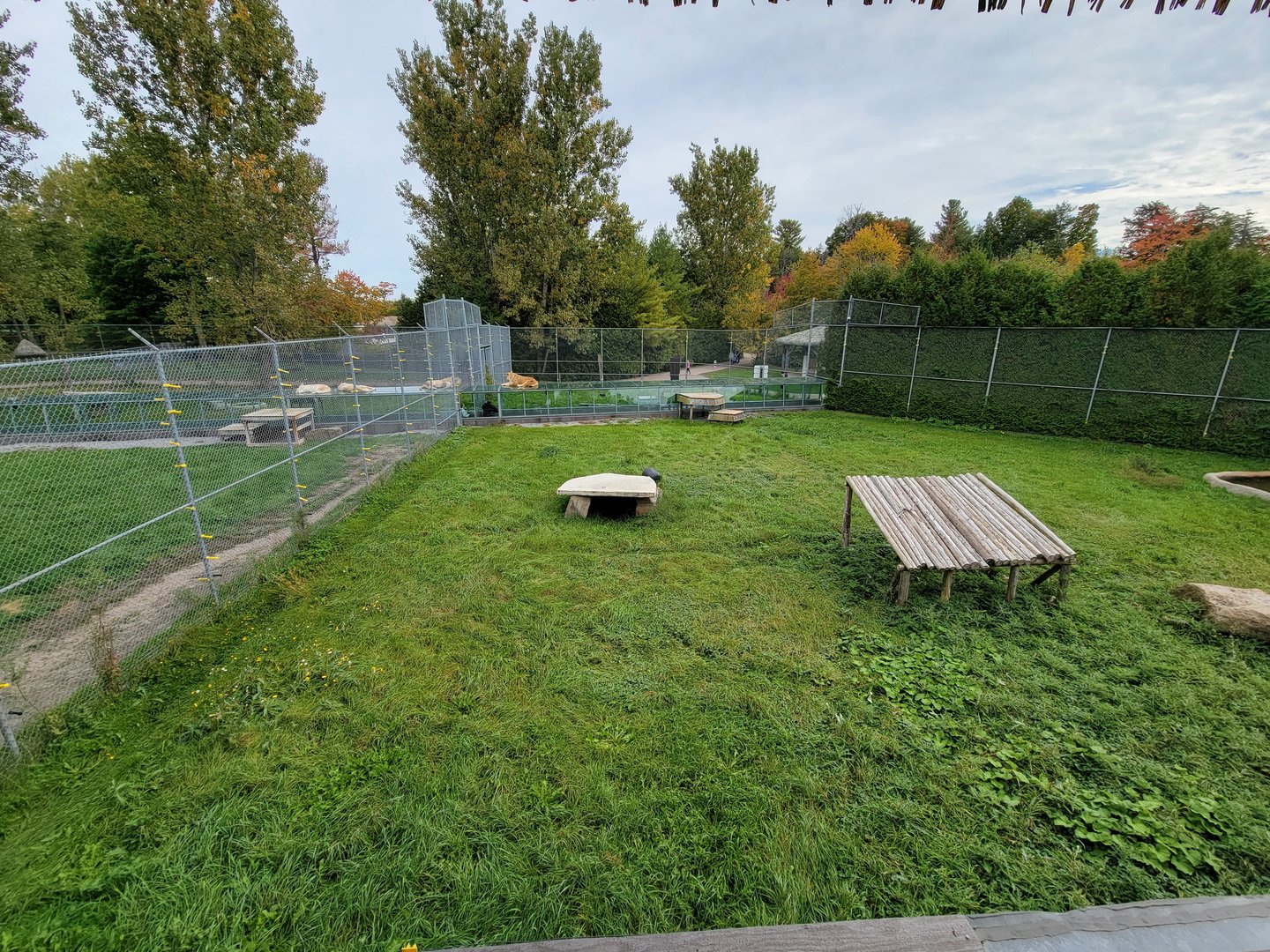 Parc Safari - Lion yard #1 from overhead walkway