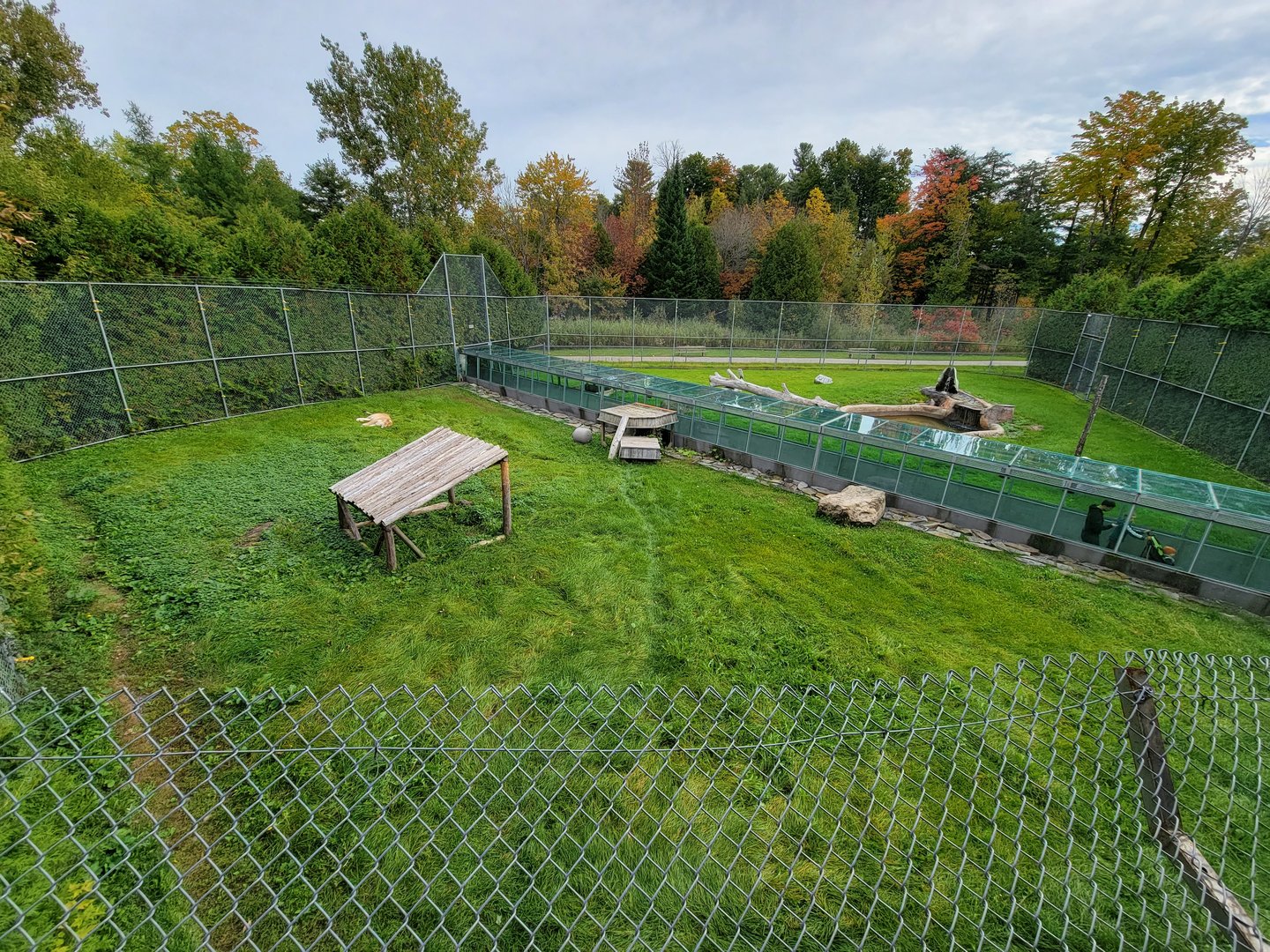 Parc Safari - Lion yard #1, one tawny lionness