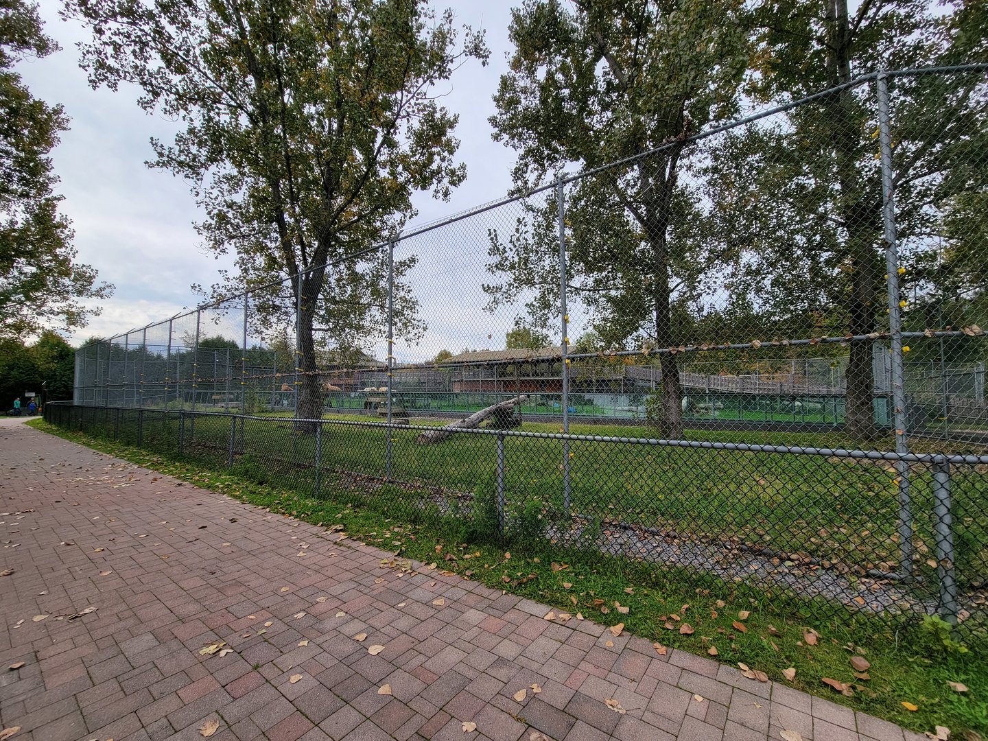 Parc Safari - Lion yard #2 from Marabou area