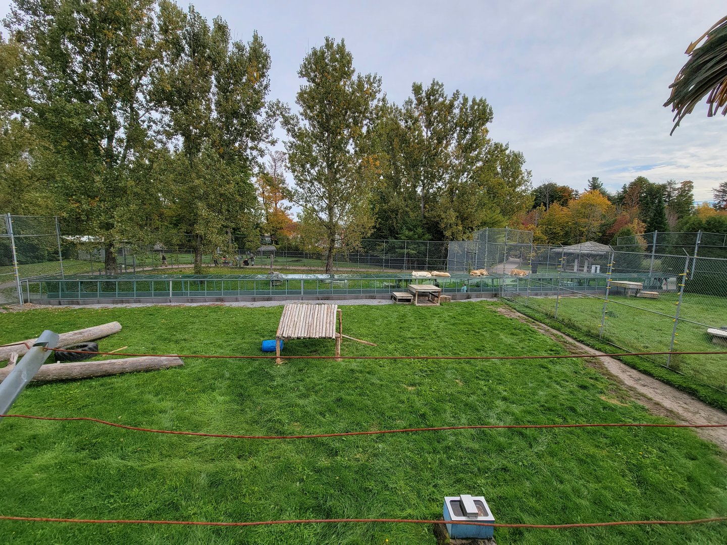 Parc Safari - Lion yard #2 from overhead walkway