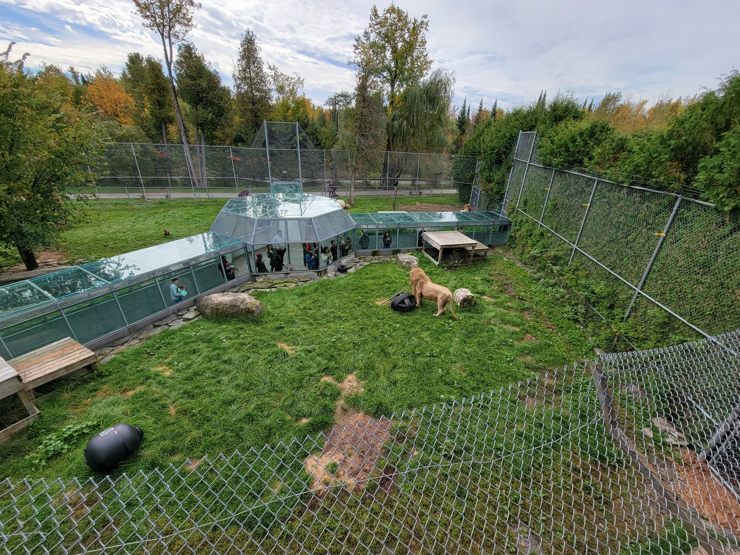 Parc Safari - Lion yard #4, 3 white males