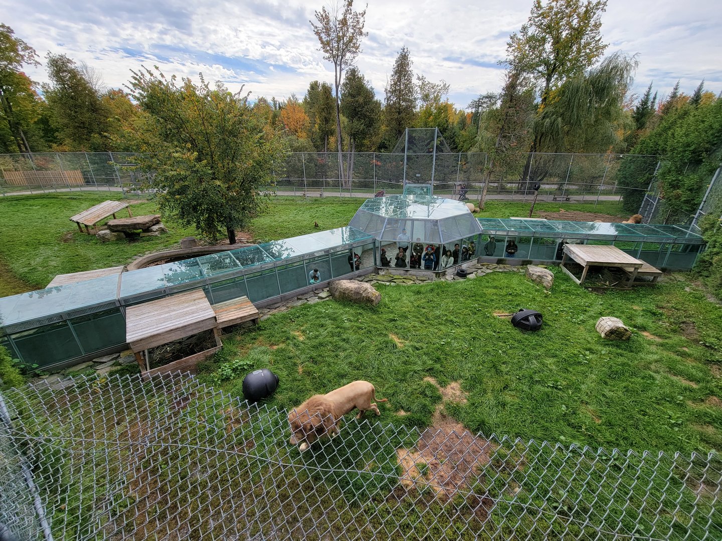 Parc Safari - Lion yard #4, 3 white males