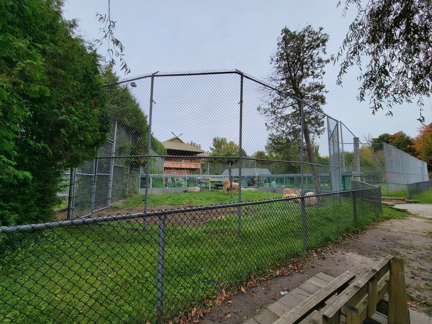 Parc Safari - Lion yard #4 from outside path