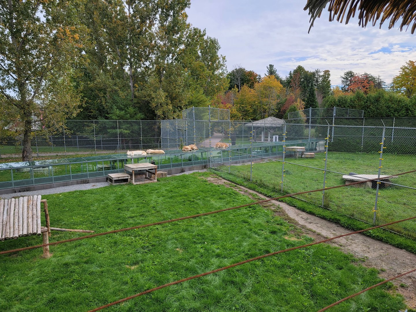Parc Safari - Lion yards #2, #1 from overhead walkway