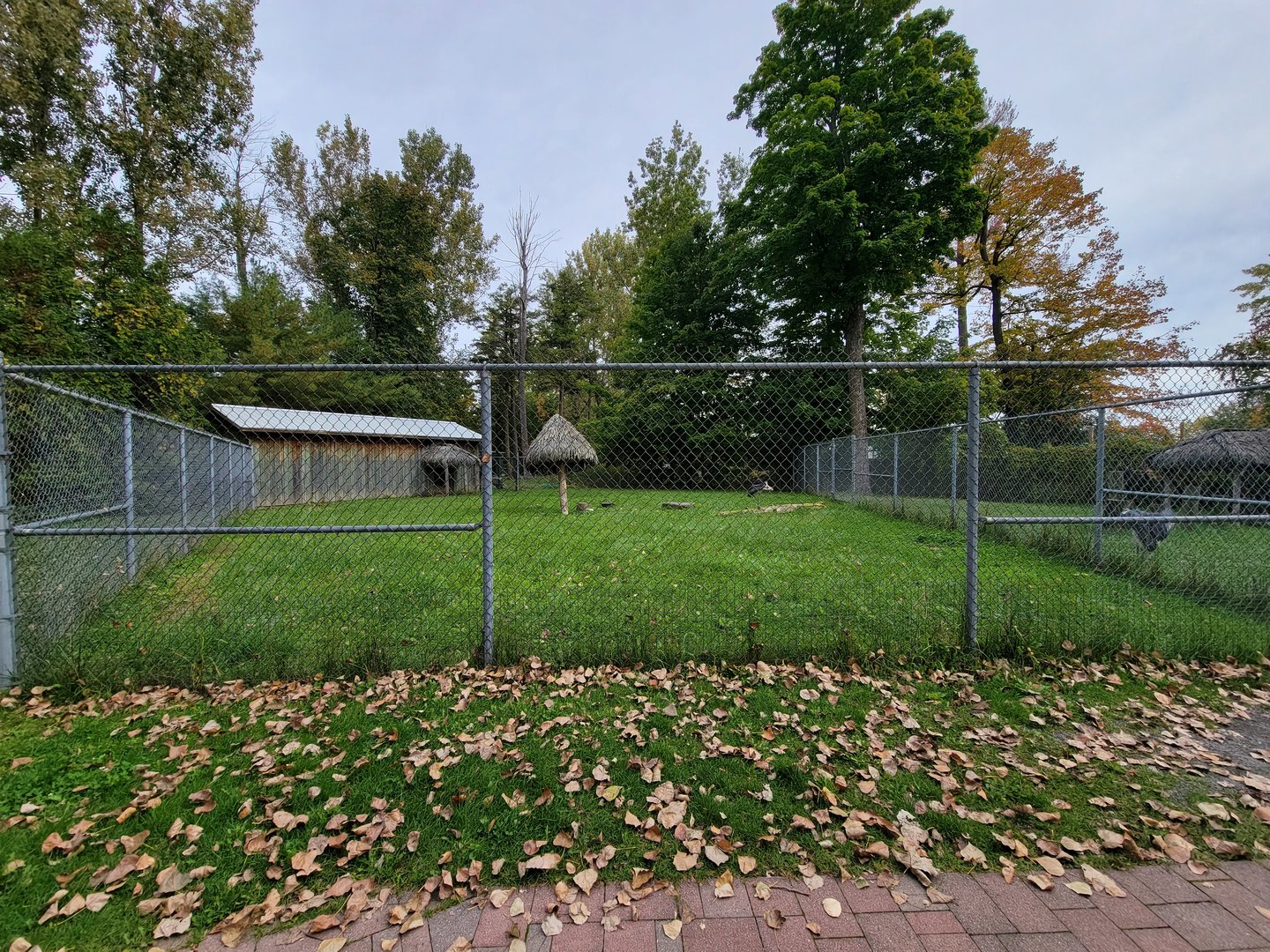 Parc Safari - Marabou storks