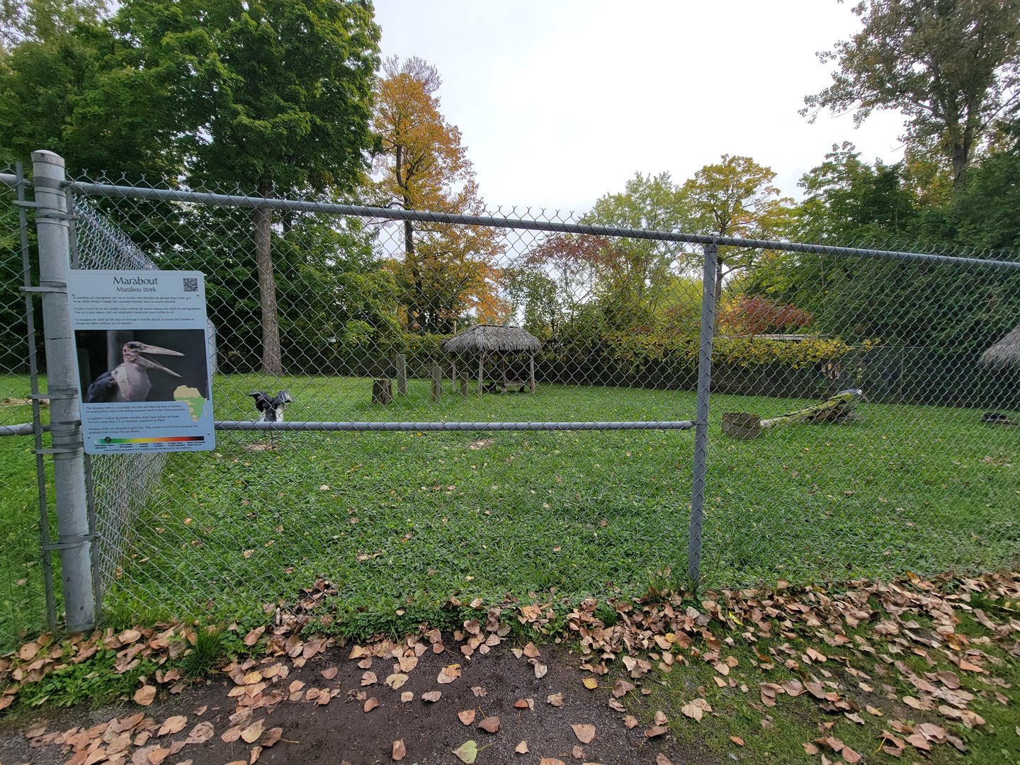 Parc Safari - Marabou storks