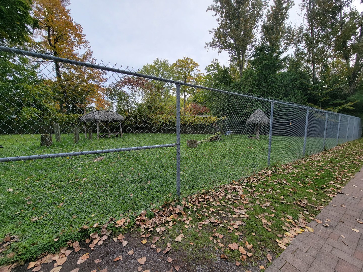 Parc Safari - Marabou storks