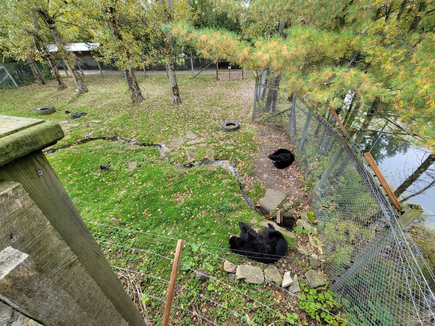 Parc Safari - Olduvai Walkway, American black bears