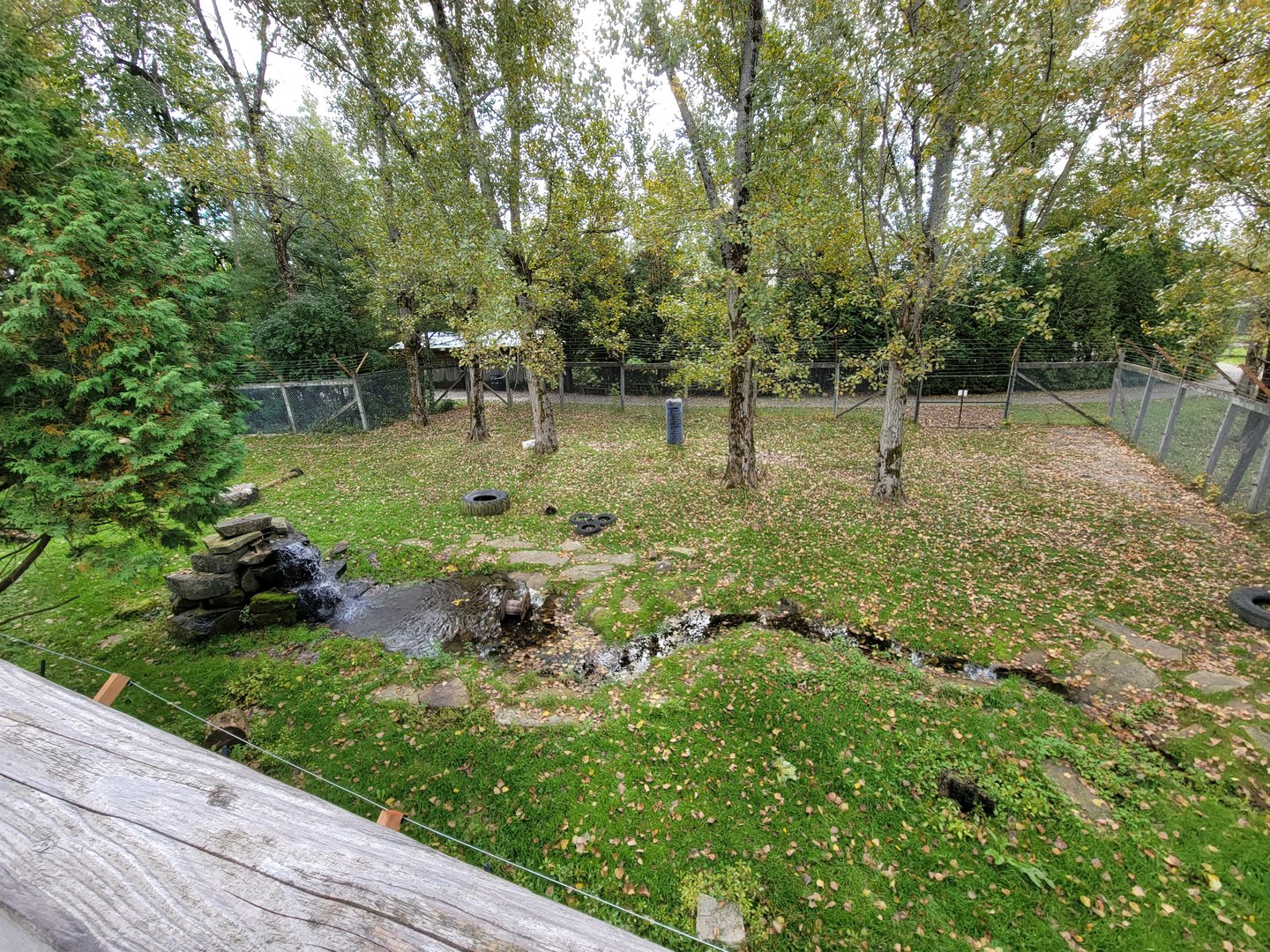 Parc Safari - Olduvai Walkway, American black bears