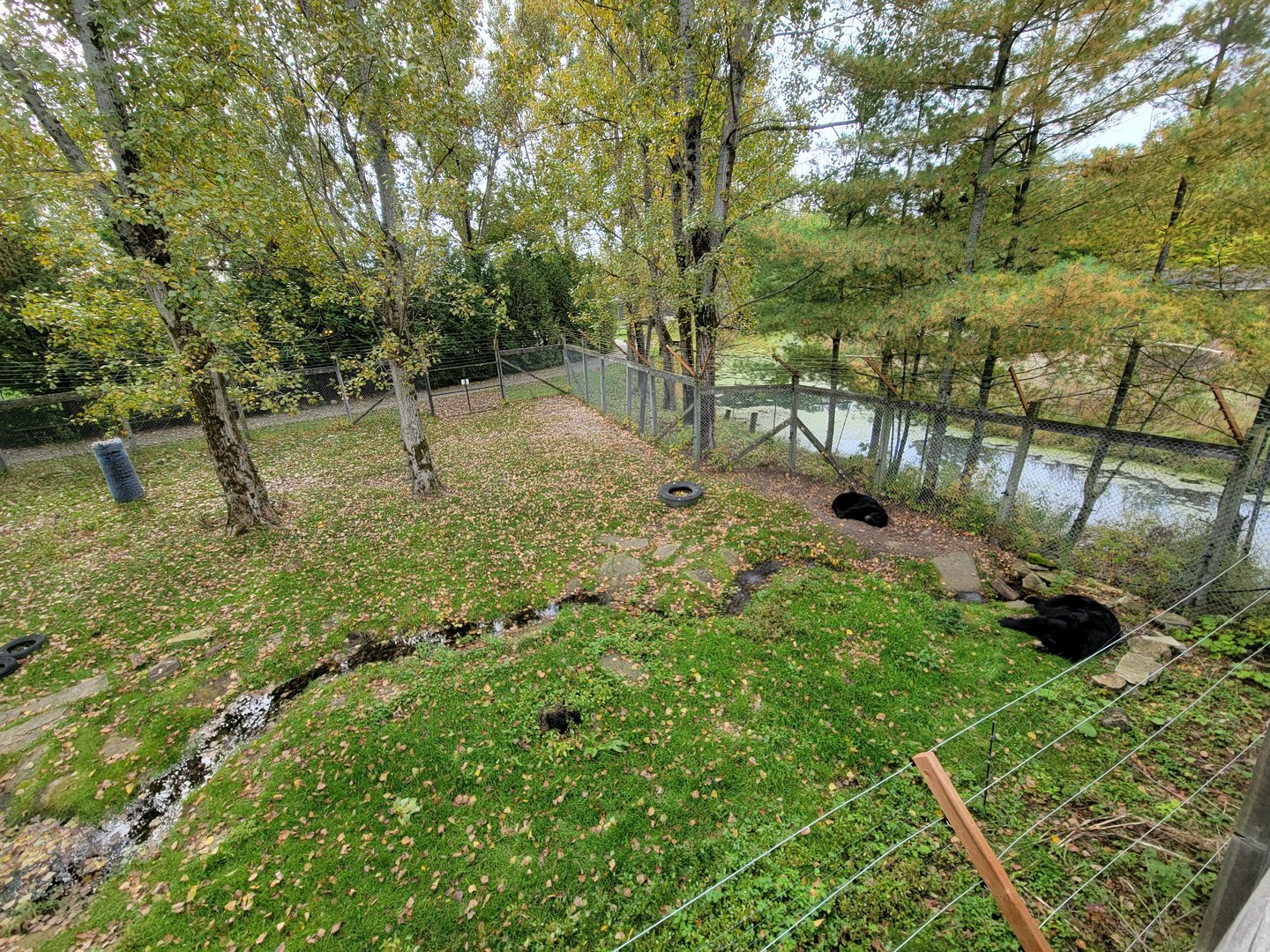 Parc Safari - Olduvai Walkway, American black bears
