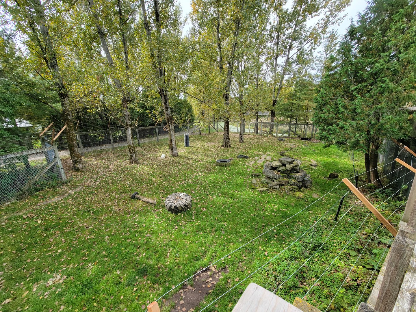 Parc Safari - Olduvai Walkway, American black bears
