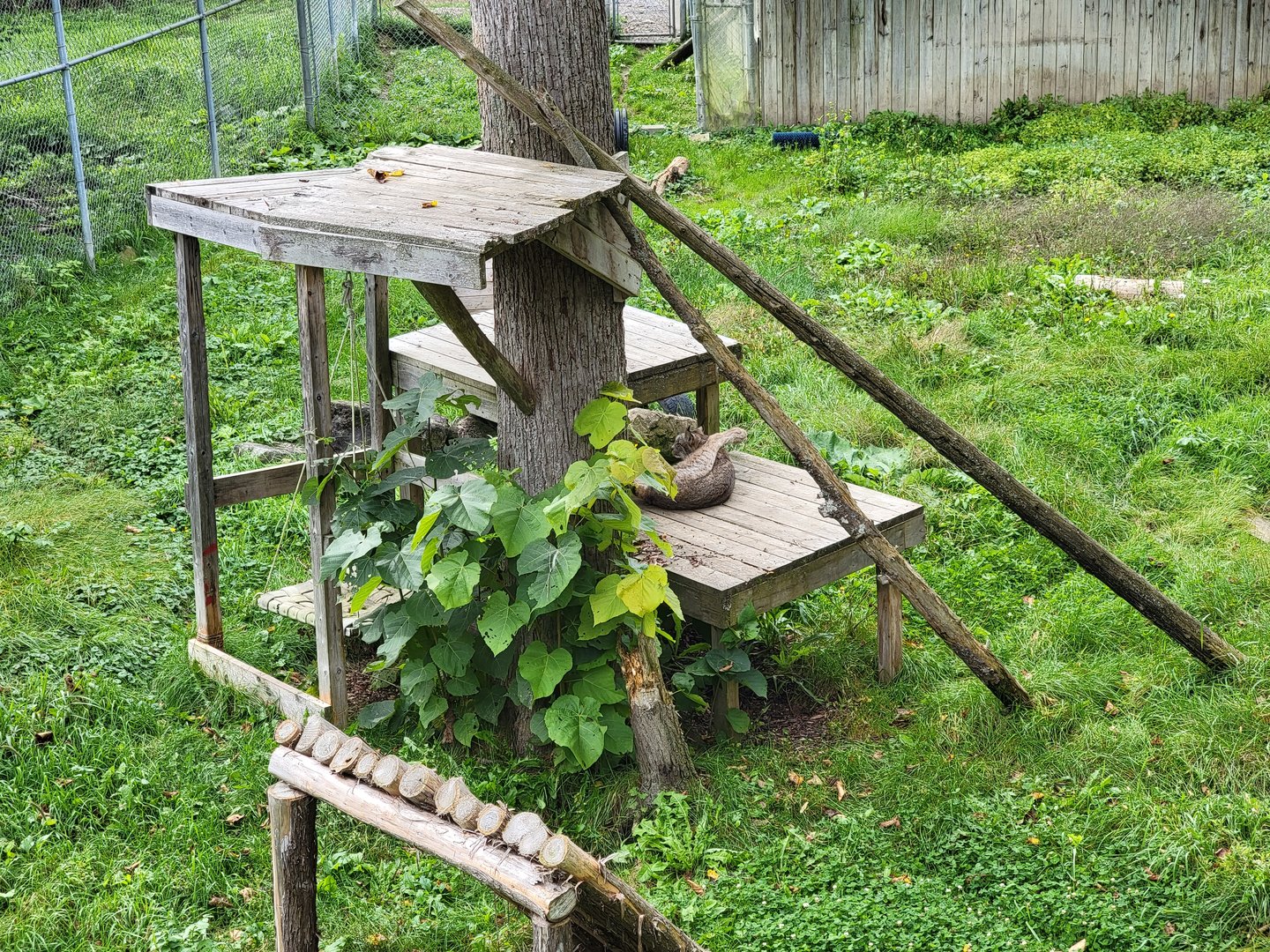 Parc Safari - Olduvai Walkway, Canada lynx being a cat