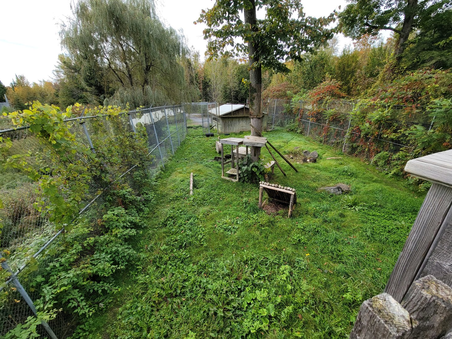 Parc Safari - Olduvai Walkway, Canada lynx