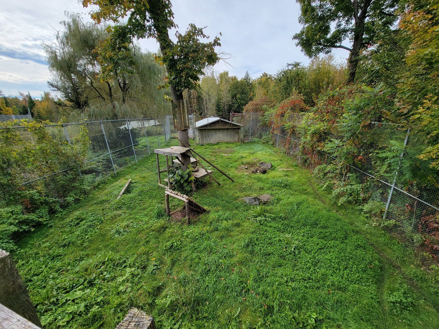 Parc Safari - Olduvai Walkway, Canada lynx