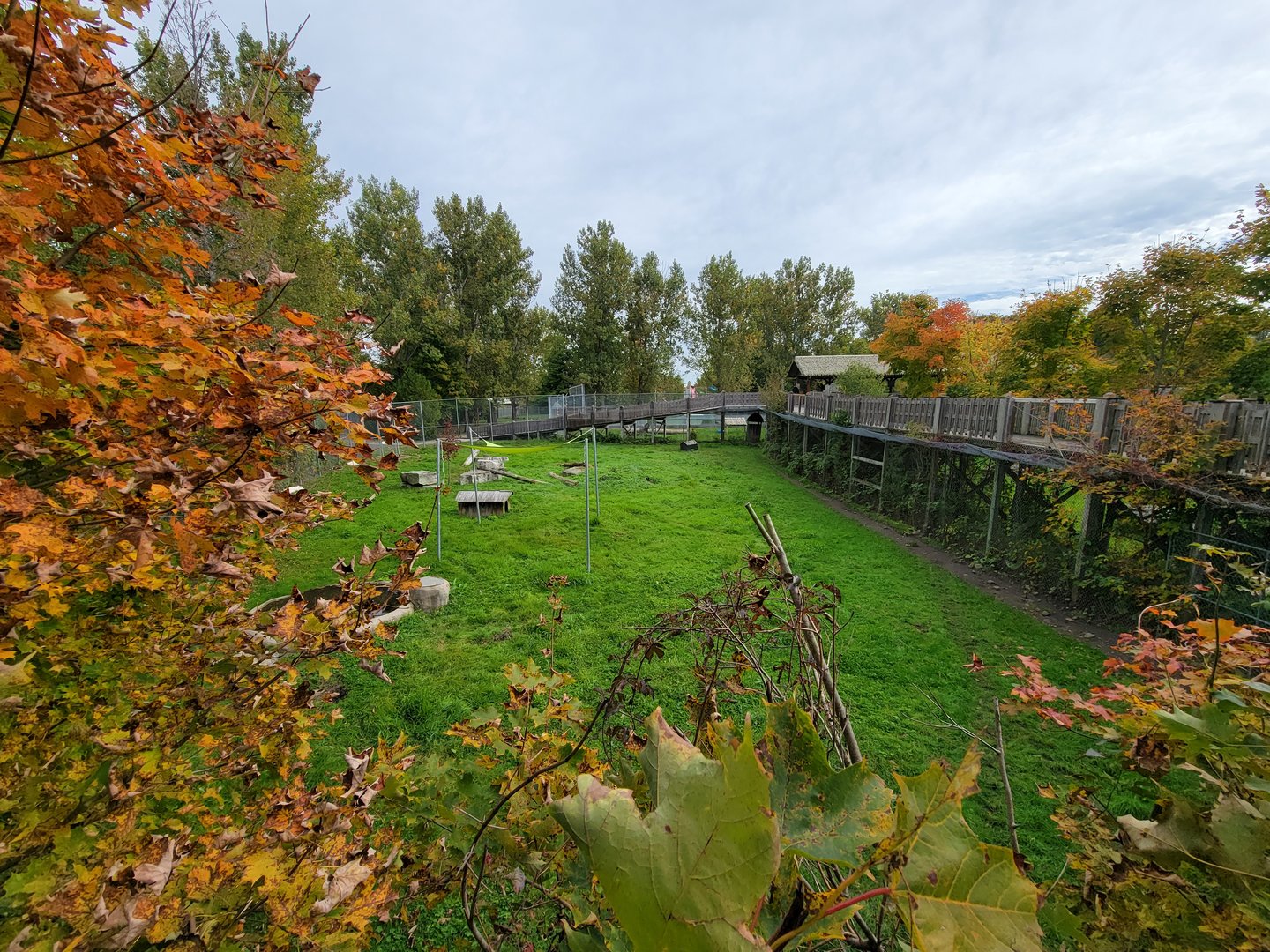 Parc Safari - Olduvai Walkway, gray wolves