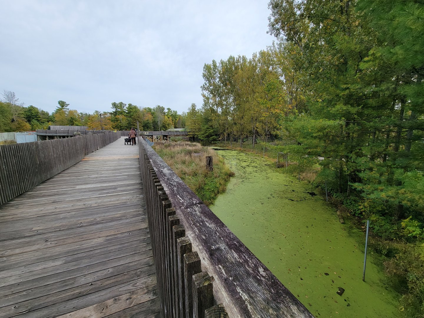 Parc Safari - Olduvai Walkway, Japanese macaques, beginning of island