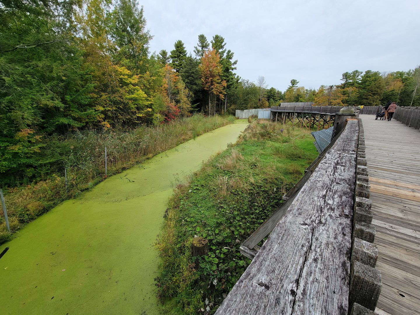 Parc Safari - Olduvai Walkway, Japanese macaques, beginning of island