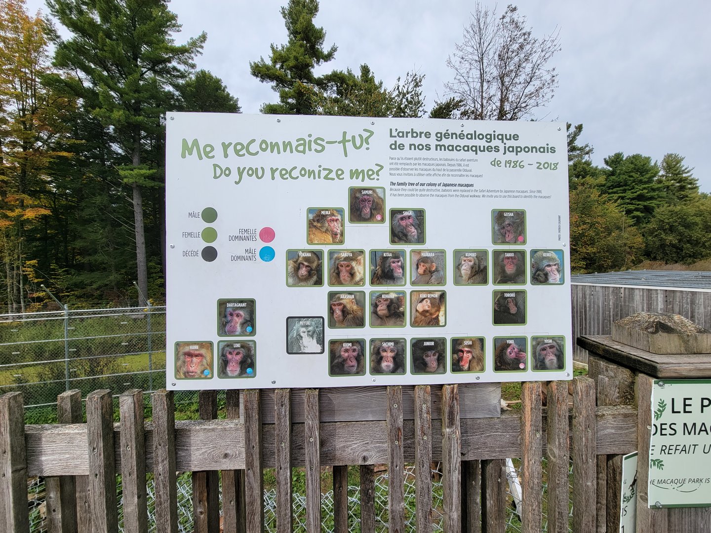 Parc Safari - Olduvai Walkway, Japanese macaques family board