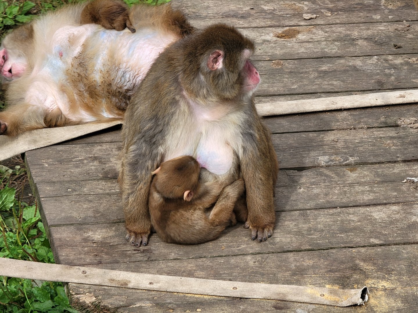 Parc Safari - Olduvai Walkway, Japanese macaques, infant nursing
