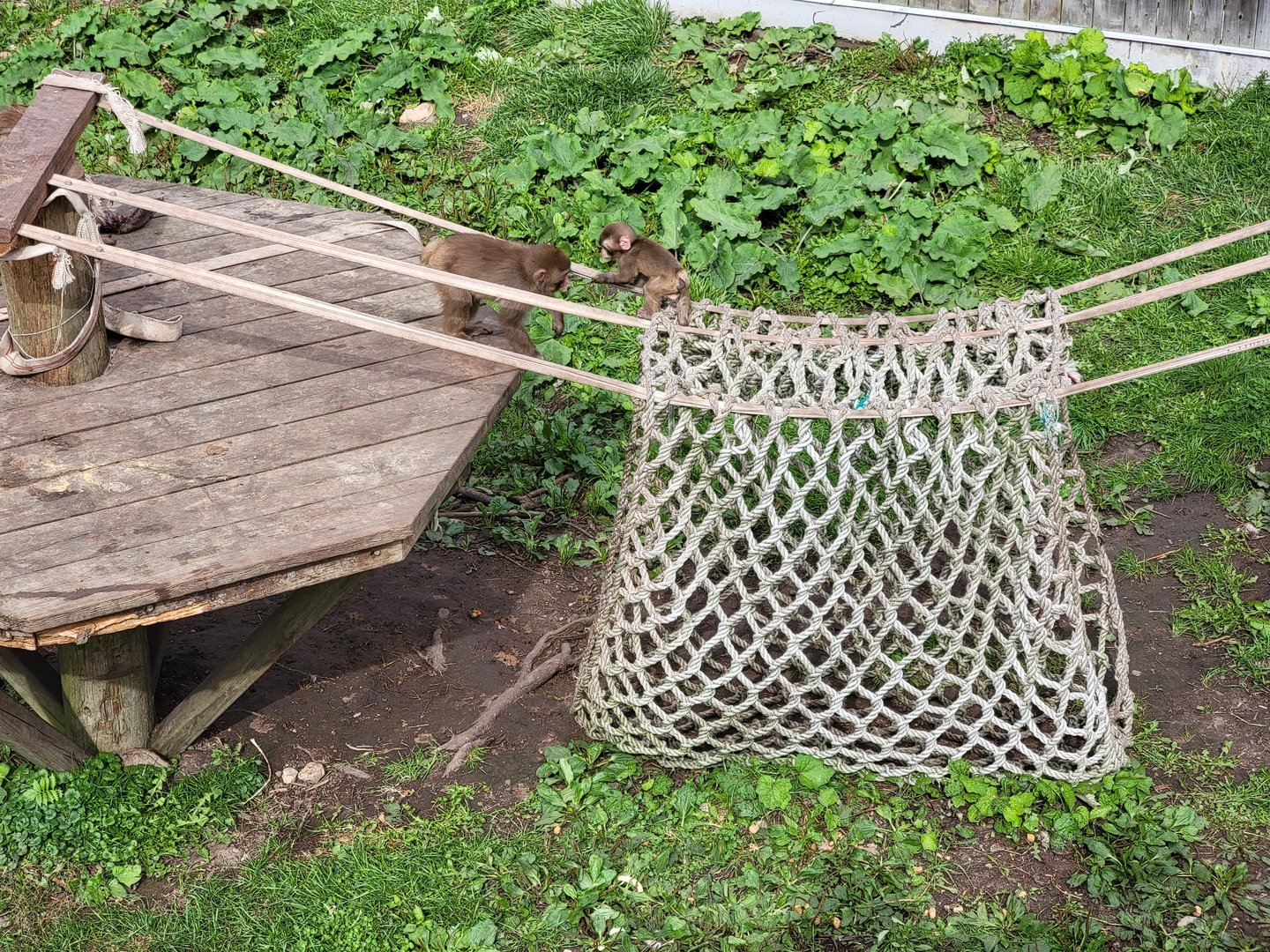 Parc Safari - Olduvai Walkway, Japanese macaques, infants playing