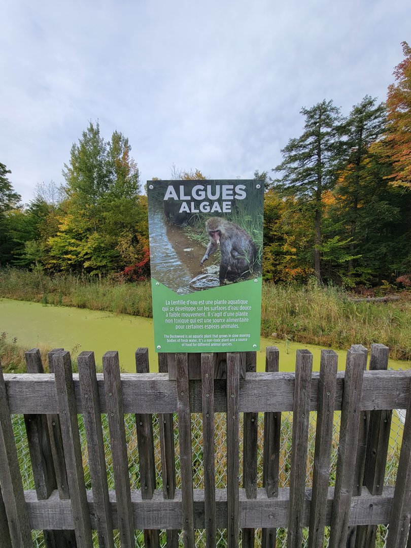 Parc Safari - Olduvai Walkway, Japanese macaques, sign about duckweed in water
