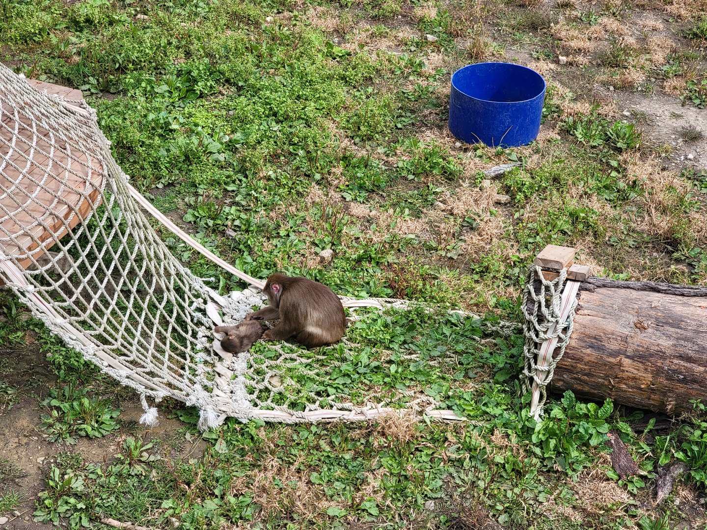Parc Safari - Olduvai Walkway, Japanese macaques yard #2, mother and infant