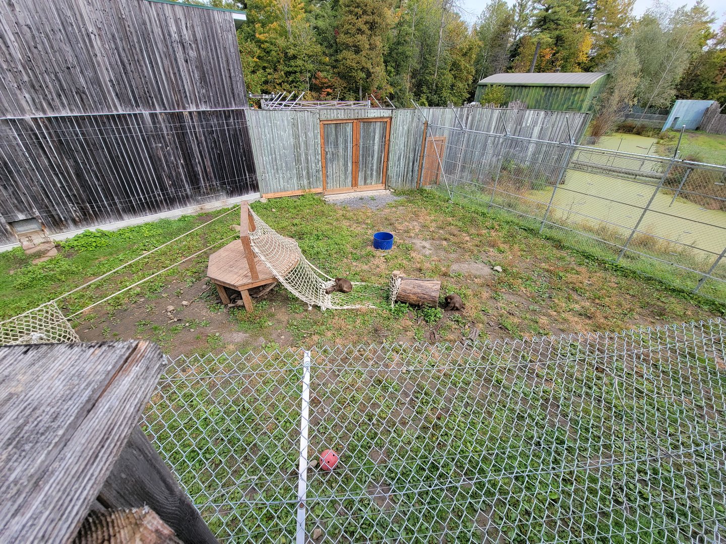 Parc Safari - Olduvai Walkway, Japanese macaques yard #2