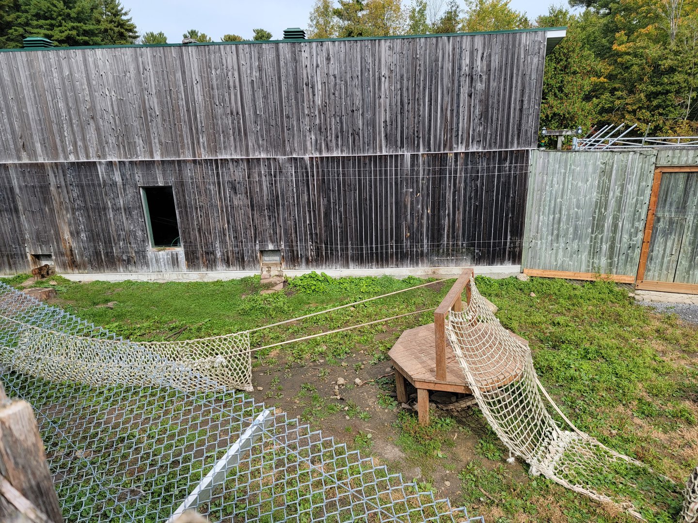 Parc Safari - Olduvai Walkway, Japanese macaques yard #2
