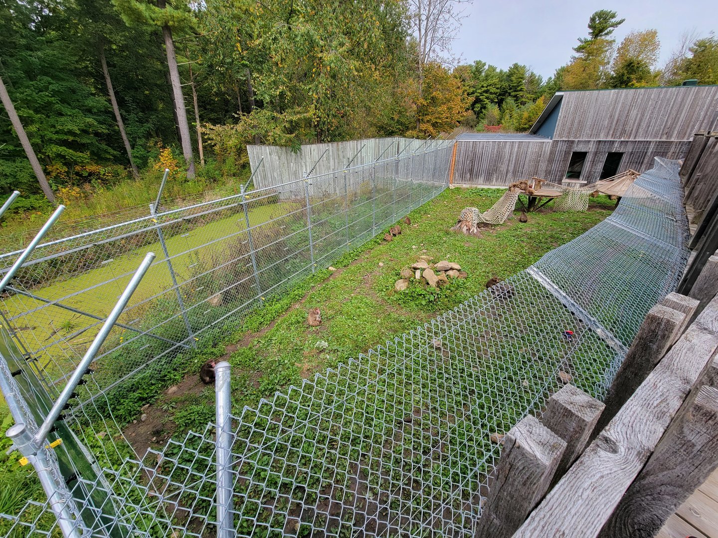 Parc Safari - Olduvai Walkway, Japanese macaques
