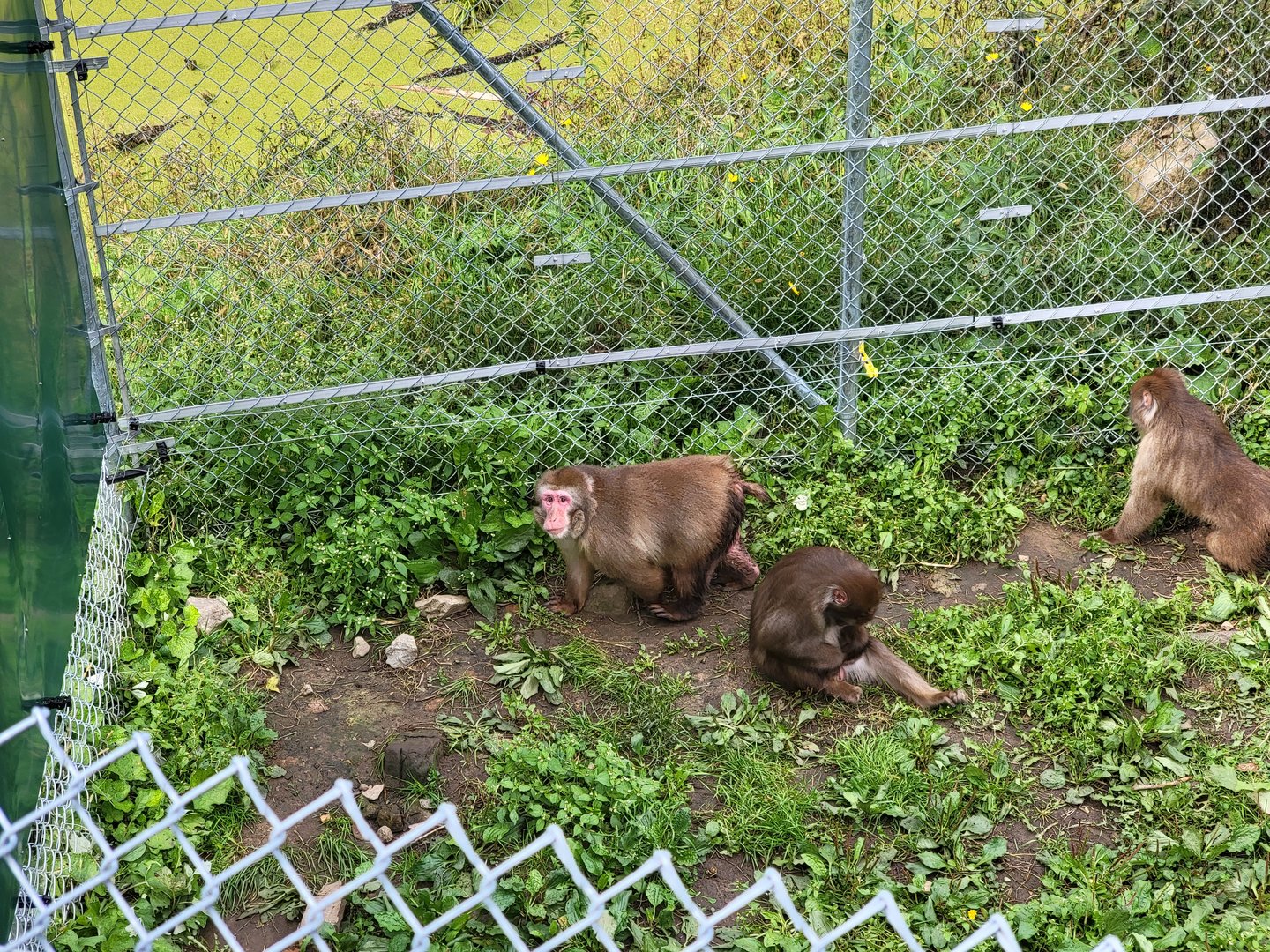 Parc Safari - Olduvai Walkway, Japanese macaques