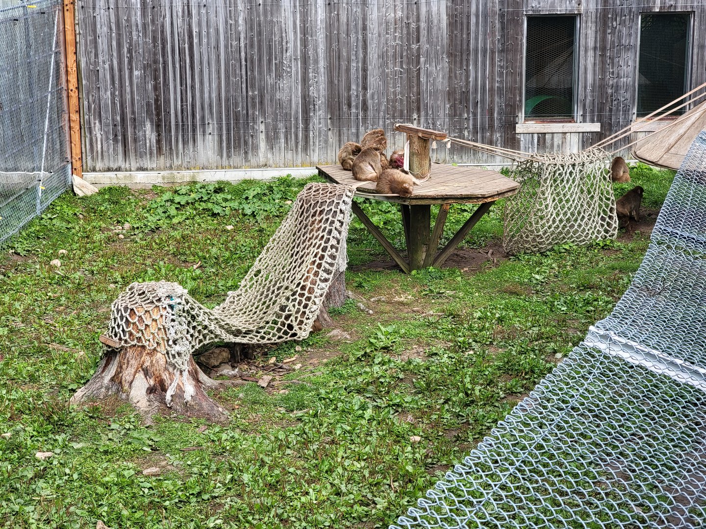 Parc Safari - Olduvai Walkway, Japanese macaques