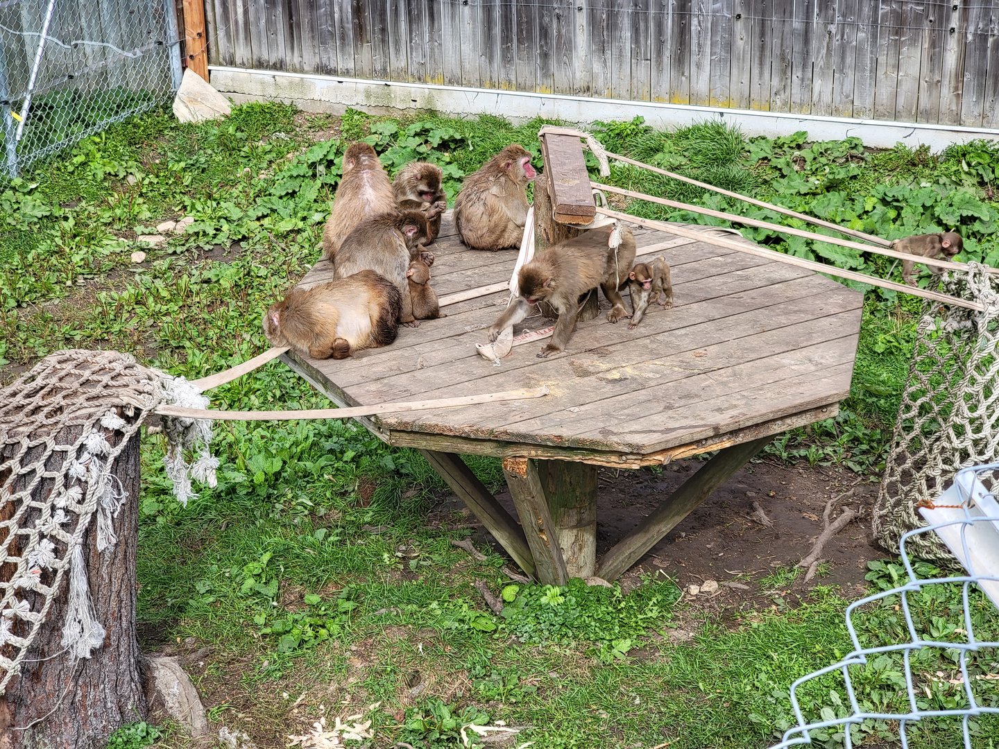 Parc Safari - Olduvai Walkway, Japanese macaques