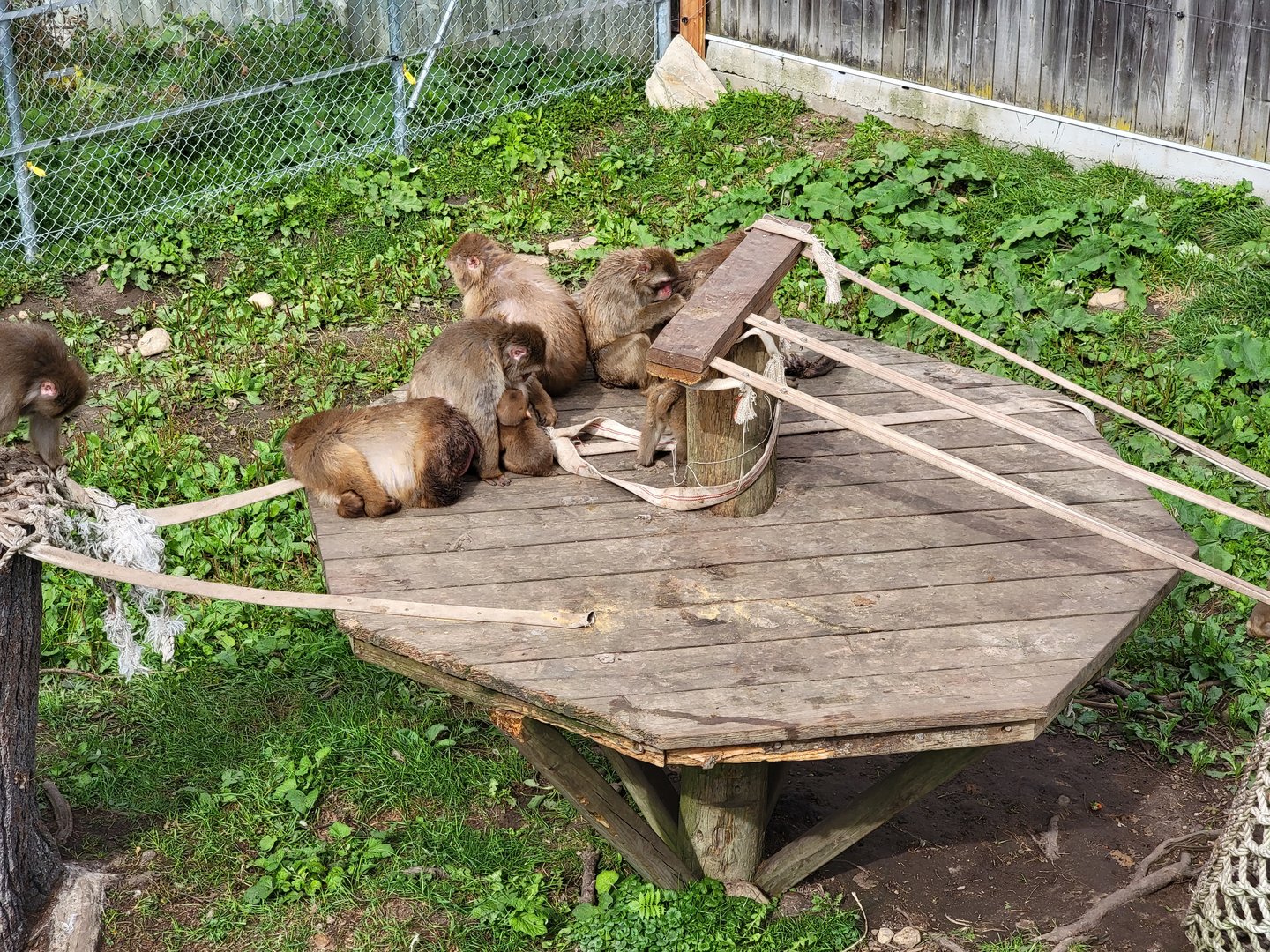Parc Safari - Olduvai Walkway, Japanese macaques