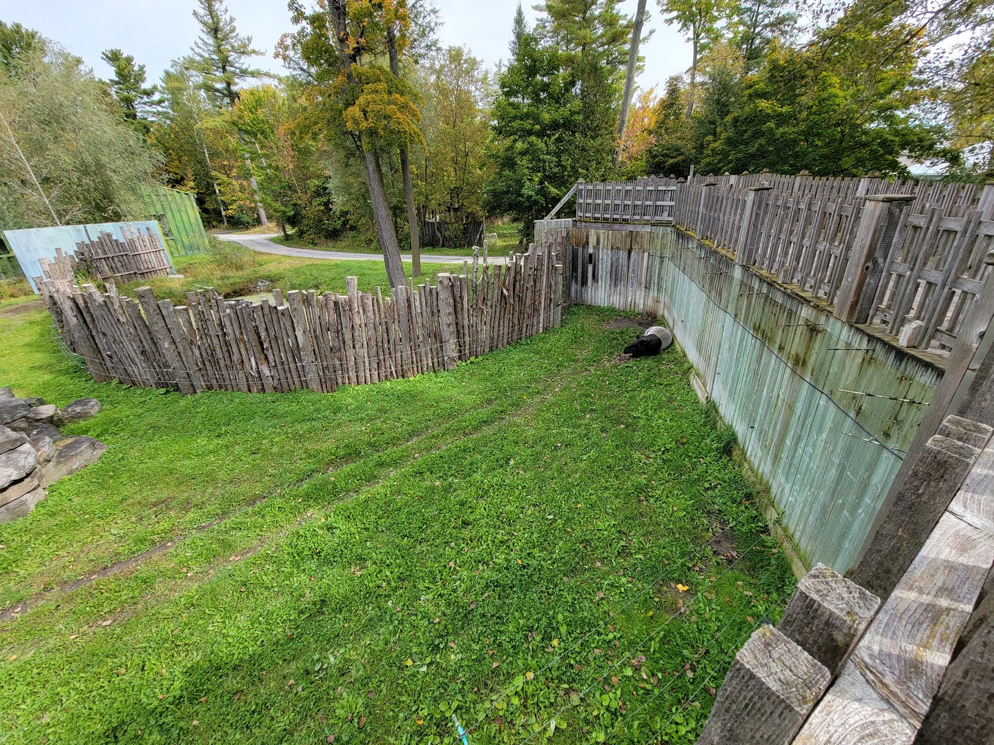 Parc Safari - Olduvai Walkway, Malayan tapir