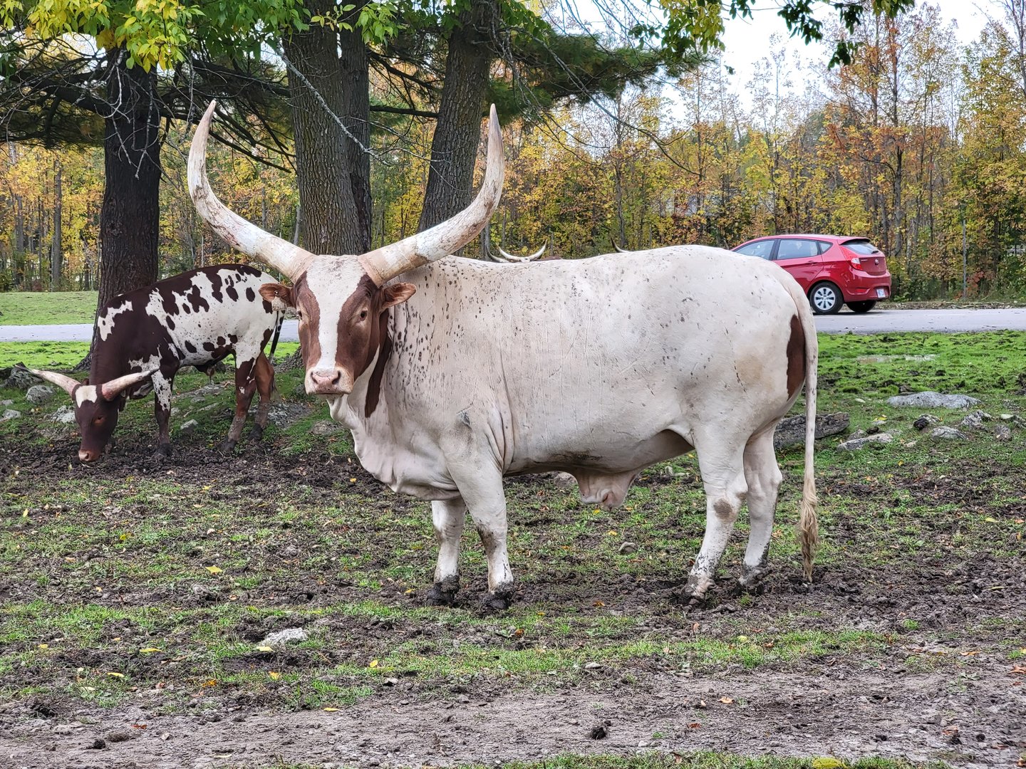 Parc Safari - Safari, a massive bull